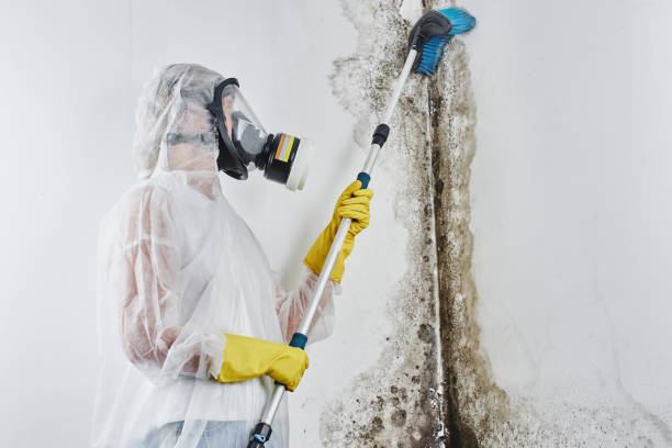 Best Mold Testing and Inspection Services in Hollywood, FL