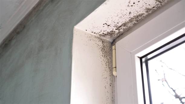Best Residential Mold Remediation in Hollywood, FL