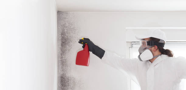 Best Commercial Mold Remediation in Hollywood, FL